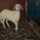 حري مشروع فحل