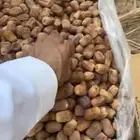 تمر رشودي للبيع وادي الدواسر السليل