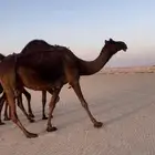 عشراء ضروبه مجهم شبب