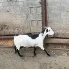 عند حايل كفو شرط