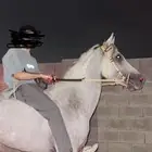 حصان شعبي ما شاء الله تبارك الرحمن علئ السوم