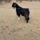تيس فحل