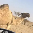 شعلاء مصعد اليوم
