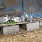ارانب للبيع