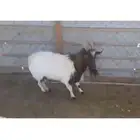 تيس فحل جنوبي العمر سديس