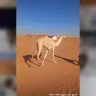 للبيع بكره مفروده طيبه