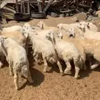 طليان و رخال حري للبيع جمله و تفريد