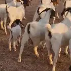 ماعز بورقت دم اصل