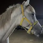 خيل شعبي