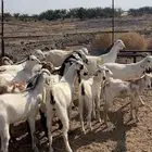 جفار بيشيات ومهجنات مع مصريات