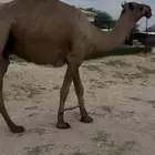 للبيع بعير حمر