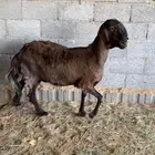 للبيع شاه ساكنيه صنف فاخره