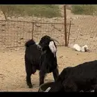 تيس عارضي مشروع فحل ويصلح ذبح