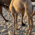 ناقه حمرا مجموع حليب