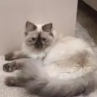 قطه للتبني مع اغراضها ونظيفة وهاديه