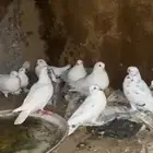 حمام