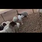 رغايث نعيم العدد 7