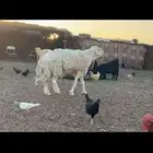 فحل حري صنف مشروط النسف