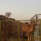قعود للبيع