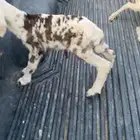 رخل مهجنه للبيع