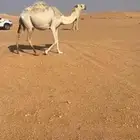 لقحه جذعه
