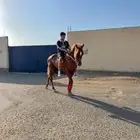 حصان شعبي
