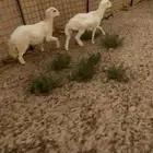 رفيد طليان