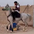 حصان