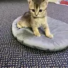 قطة