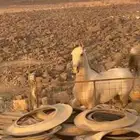 حصان شعبي