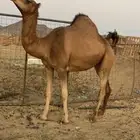 بكره حمراء معشر مقنوي الحد 9500