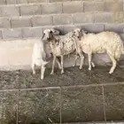 ضان بلديات حيل