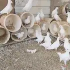 حمام فرنسي منتج