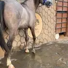 مهر للبيع