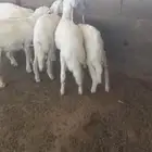5 هرافي