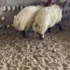 ذبايح نعيم