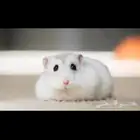 هامستر ونتر وايت اليييف جدا