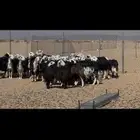 ضان نجد مراح دفيع