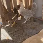 دجاج بلدي حجمه كبير وصح شرط