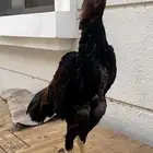 ديك شامو ياباني