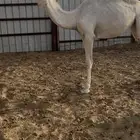 بكره مفروده رمانيه على فاهيان الفصام