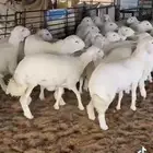 رماح