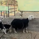 شياه نجد متابيع ( تم البيع )