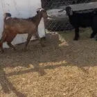 2 تيوس