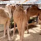 حشوان تربيه صحته شرط