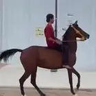 فرس