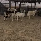 حريات