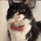 قطه للتبني