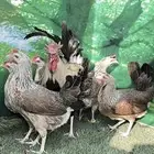 دجاج عربي ترثه .. شوكي