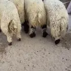 جذعان نعيم بلدي